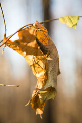 Lonely dry yellow leaf on a branch close up