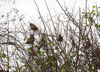 Воробьи среди веток в осенний пасмурный день