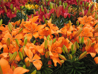Orange Easter Lilies