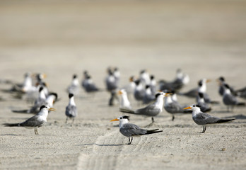 Lesser crested terns