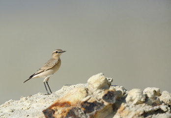 Beautiful Isabelline Wheatear