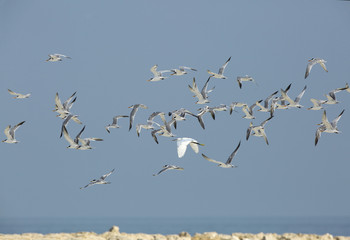Lesser crested terns and a egret flying