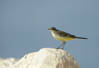 Beautiful yellow wagtail