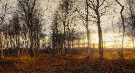 Autumn forest.Alley in the old Park at sunset in autumn