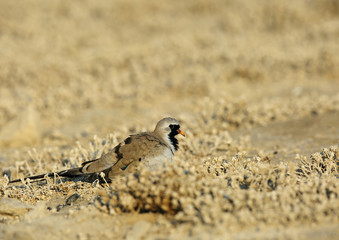 Namaqua Dove