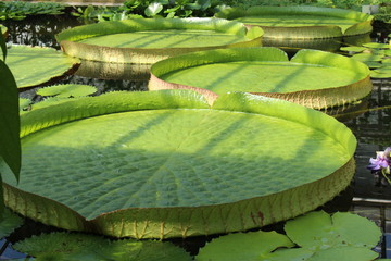 Gigantic "Santa Cruz Water Lily" pads (or Water Platter, Yrupe) in Munich, Germany. Victoria Cruziana (syn. Victoria Argentina), native to  South America, primarily Argentina and Paraguay.