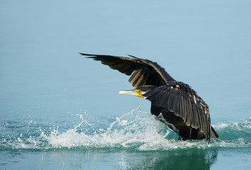 Landing of Great Cormorant