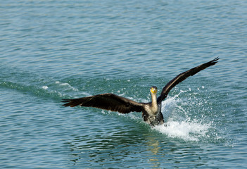 Fototapeta na wymiar Landing of Great Cormorant with splash of water