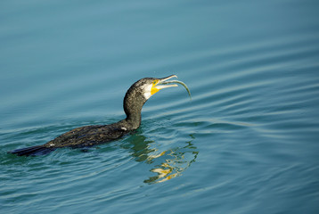 Great Cormorant gulping the fish