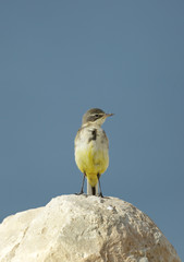 yellow wagtail on the limestone rock