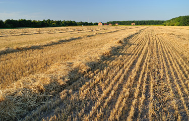 field after harvest