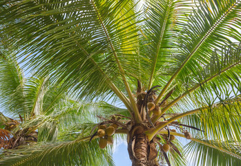 Bottom view of the tropical coconut tree