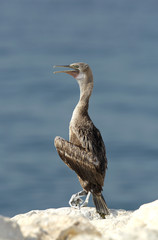 Juvenile Socotra cormorant