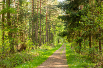 Wald im Frühling