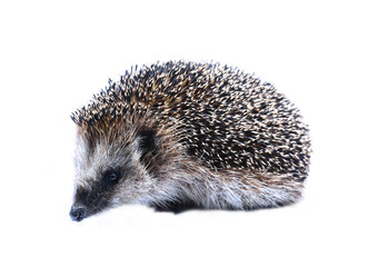 Forest wild hedgehog isolated