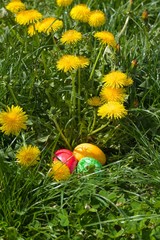 Easter eggs in the green grass
