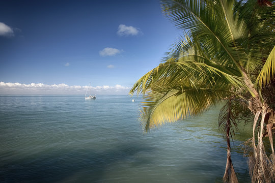 Palmier sur les îles du Salut - Guyane