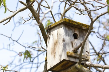 Birds house on a branch