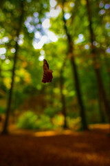 Autunno nella faggeta di 