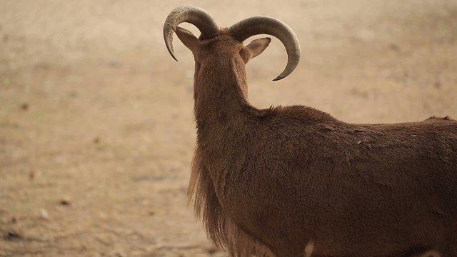 Barbary Sheep At Desert