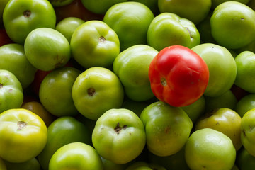 tomates de la huerta casera