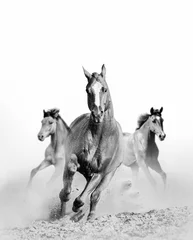 Foto auf Glas wild horse in dust © Mari_art