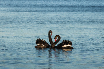 Obraz premium pair of black swans in courtship