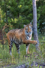 Tiger with Paw on Tree Trunk