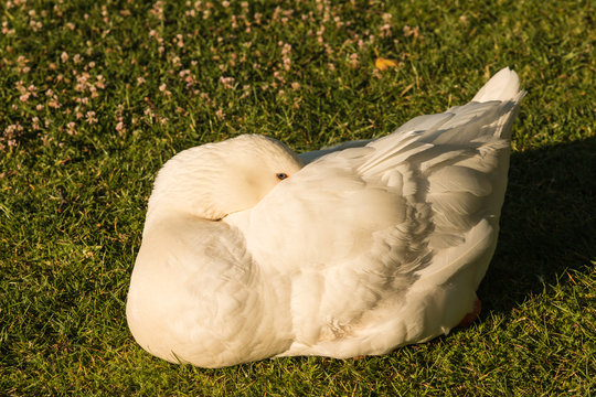 domestic goose resting on grass
