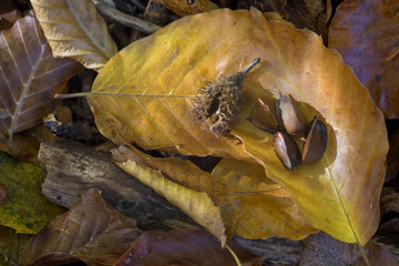 Harvest beechnuts in the forest