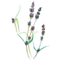Watercolor lavender botanical