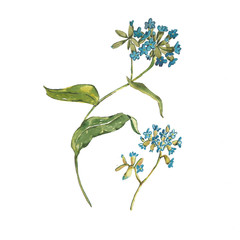 .Forget-me-nots flowers