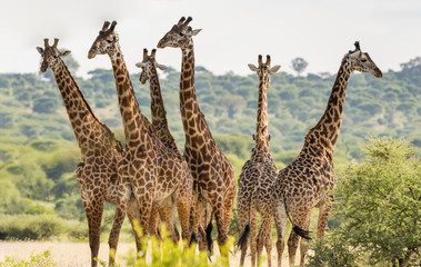 Group of six giraffes in Tarangire National Park, Tanzania - obrazy, fototapety, plakaty