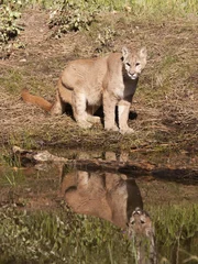 Photo sur Aluminium Puma Cougar au bord du lac avec réflexion