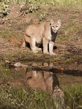 Cougar by Lake with Reflection