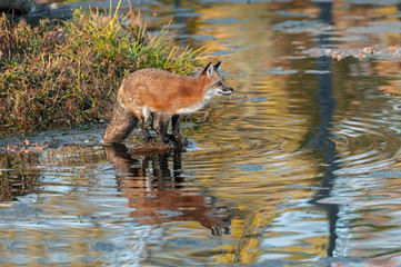 Red Fox (Vulpes vulpes) on Rock in Pond