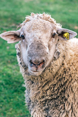 Portrait of domestic sheep on the farm