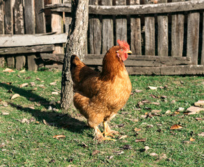 Chicken in the farm yard,selective focus