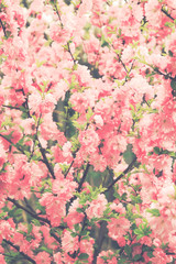 Abstract background soft focused sakura blossoms vintage filtered