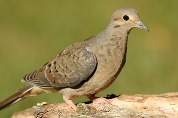 Mourning Dove (Zenaida macroura)