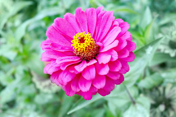 Obraz premium Big violet flower