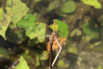  A female "Red-veined Darter" dragonfly (or Nomad dragonfly)  in Innsbruck, Austria. Its scientific name is Sympetrum Fonscolombii (or Fonscolombei), native to Europe.