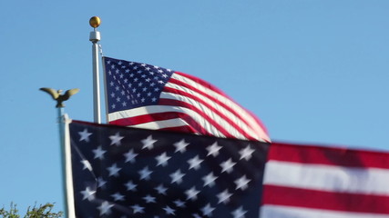 American Flags waiving on Veterans Day