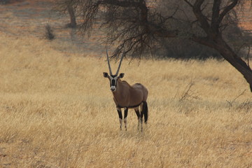 Oryx Kalahari