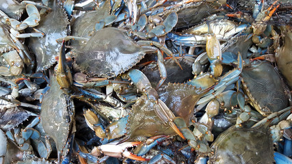 Naklejka premium Blue crab background