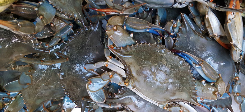 Blue crab background