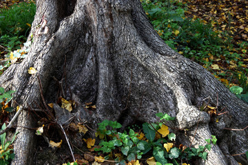 Obraz premium autumn