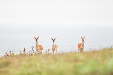 野生の鹿