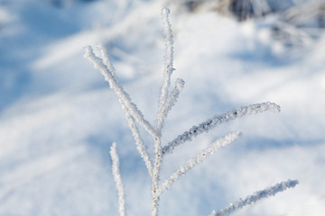 branch of the plant in the frost on the background of the snow d
