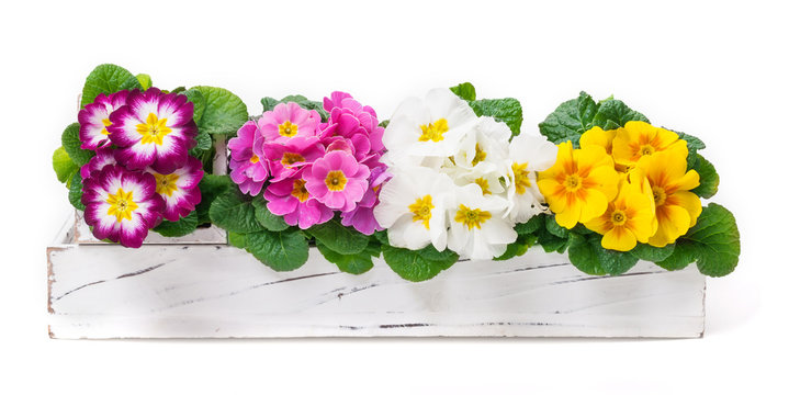 Primeln, Fr&uuml;hlingsdekoration, Blumenschmuck